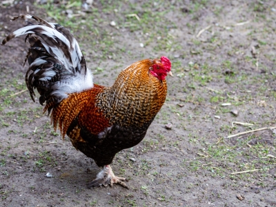 Poulle - De Zonnegloed - Refuge pour animaux